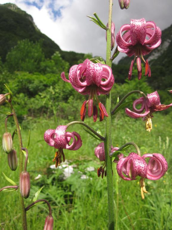 Bezgova Hisica Villa Bovec Eksteriør bilde