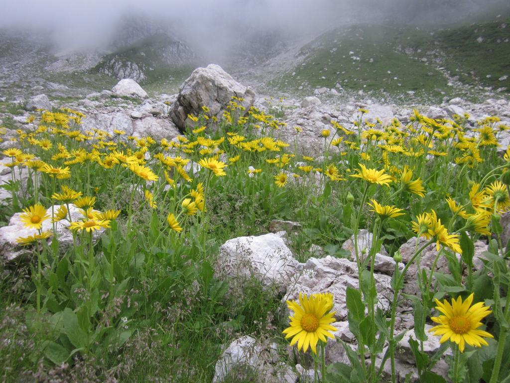 Bezgova Hisica Villa Bovec Eksteriør bilde