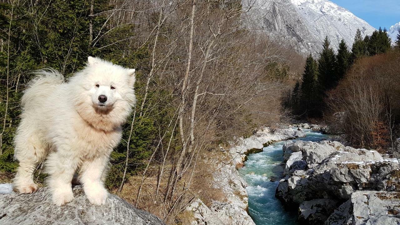 Bezgova Hisica Villa Bovec Eksteriør bilde